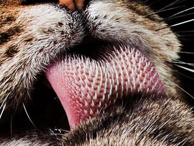 Furminator gato lengua